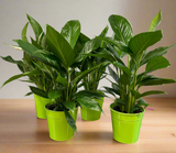 Peace Lily indoor plant  (Spathiphyllum)