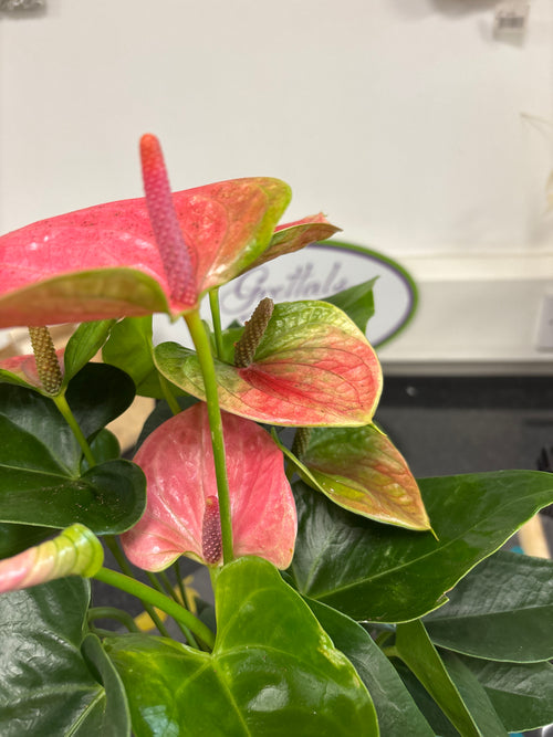 Anthurium indoor plant in ceramic pot