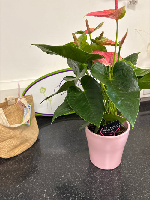 Anthurium indoor plant in ceramic pot