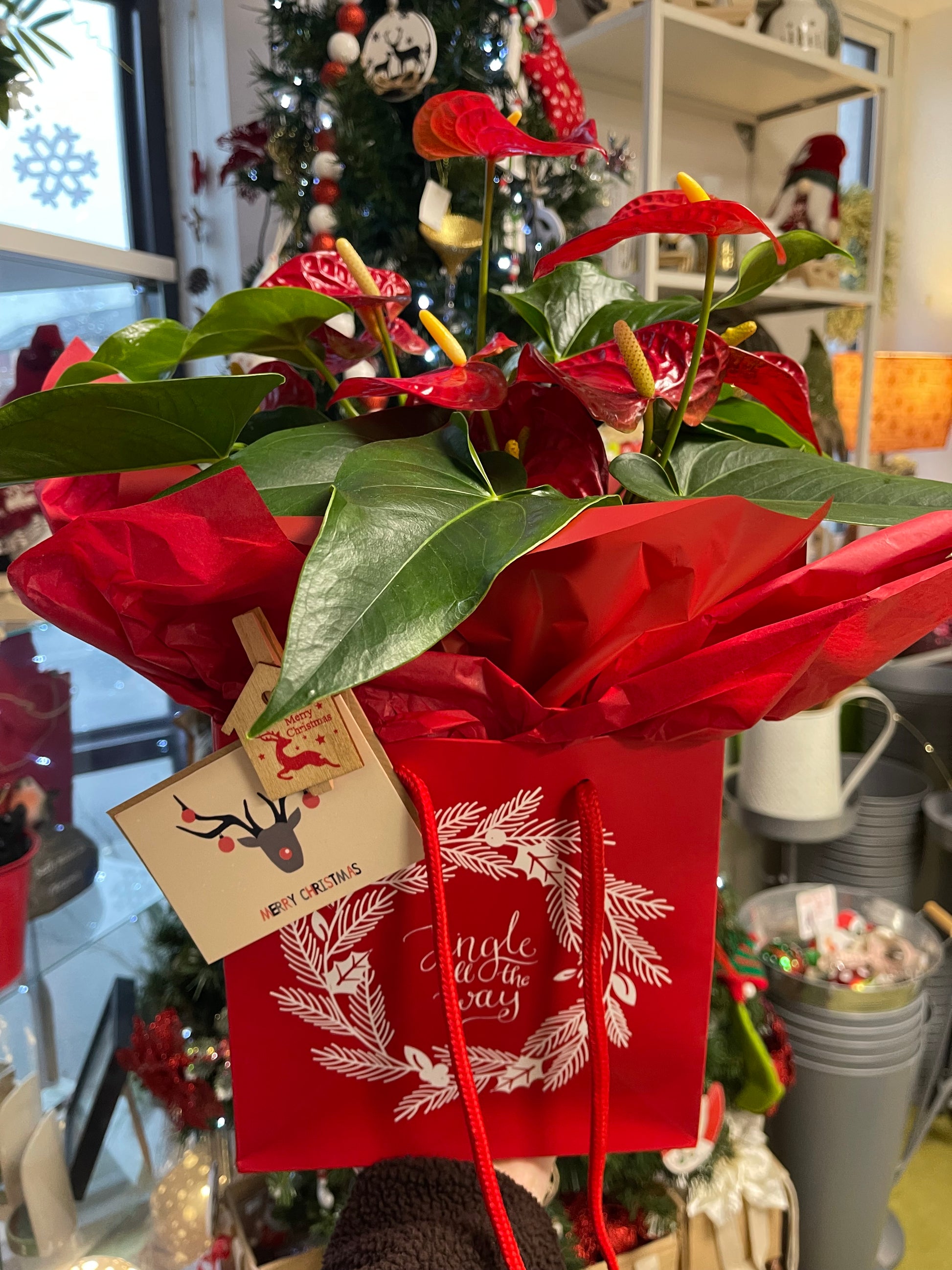 Jingle All the Way Anthurium Plant