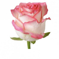 12 Jumilia Roses (available if ordered over the phone in advance)
