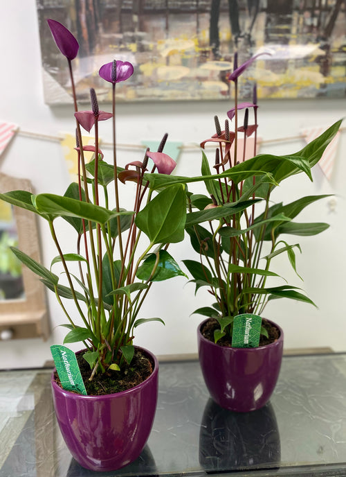Anthurium indoor plant in ceramic pot