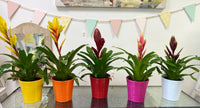 Bromelia Indoor Plant in Ceramic Pot