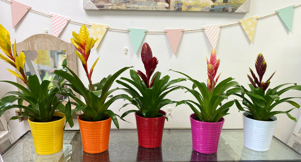 Bromelia Indoor Plant in Ceramic Pot
